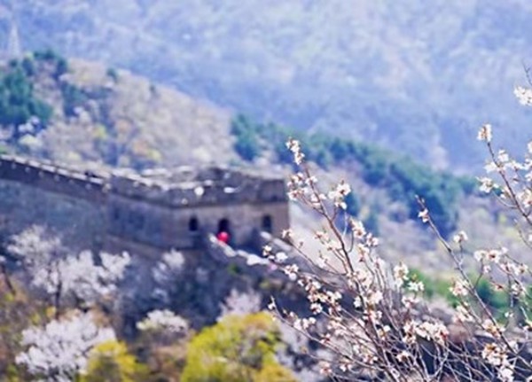 春游团建必选-慕田峪长城-踏青赏花1日主题团建