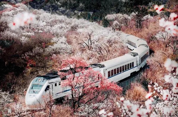 春游团建必选-乘坐花海列车去长城-八达岭长城1日主题团建