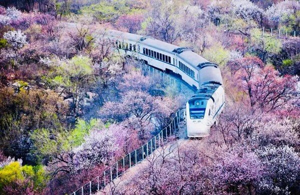 春游团建必选-开往春天的列车-花海列车（居庸关）-手机互联网-最强战队1日团队踏青主题团建