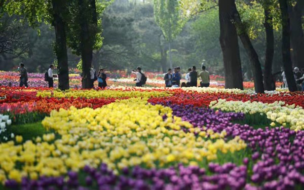 春游团建必选-踏青赏花-北京植物园-手机互联网-最强战队主题团建