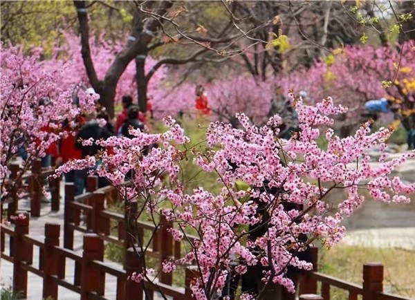 春游团建必选-踏青赏花-北京植物园-手机互联网-最强战队主题团建