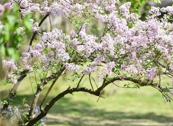 春游团建必选-踏青赏花-北京植物园-手机互联网-最强战队主题团建